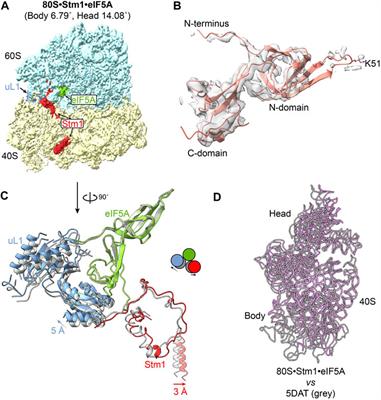 Implication of Stm1 in the protection of eIF5A, eEF2 and tRNA through dormant ribosomes